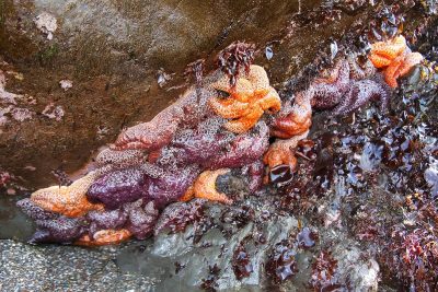 Tidepool Education Program - Self-Guided