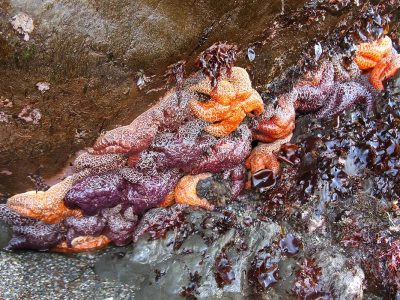 Tidepool Education Program - Self-Guided